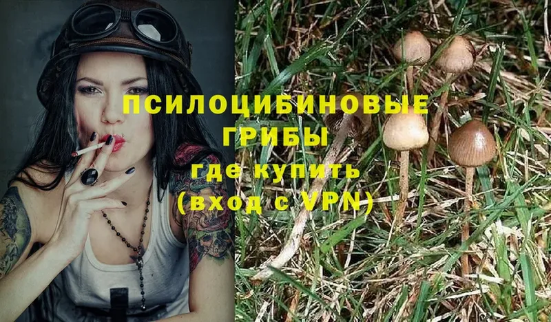 Галлюциногенные грибы Cubensis  hydra вход  Баксан 